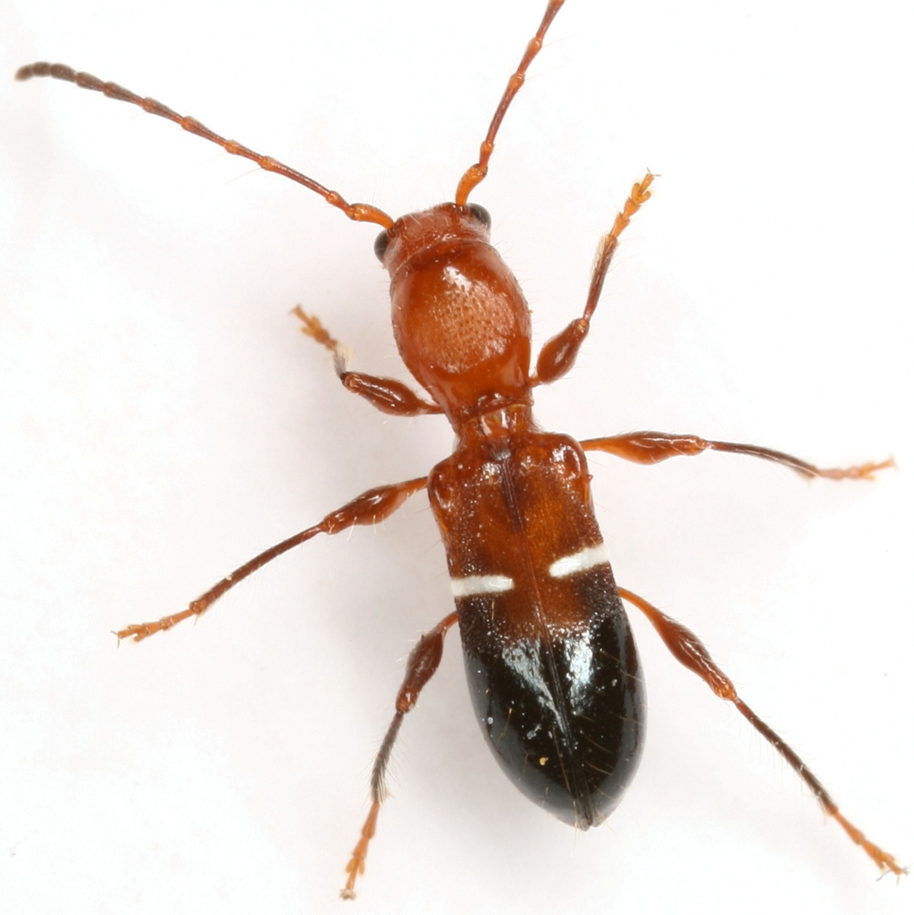 Euderces reichei