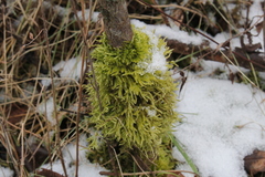 Brachythecium laetum