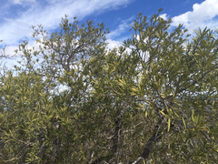 Forchhammeria watsonii