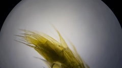 Brachythecium laetum