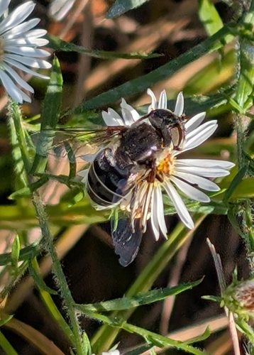 Unknown species found near College Station Across Riverbend Rd IB, Athens, GA 30605, USA