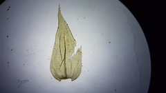 Brachythecium laetum