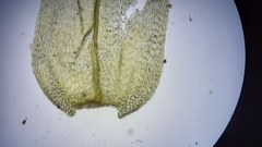 Brachythecium laetum