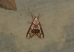 Araeomolis albipicta