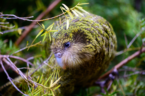 Kākāpō