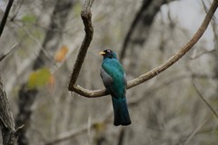 Trogon mesurus