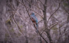 Trogon mesurus