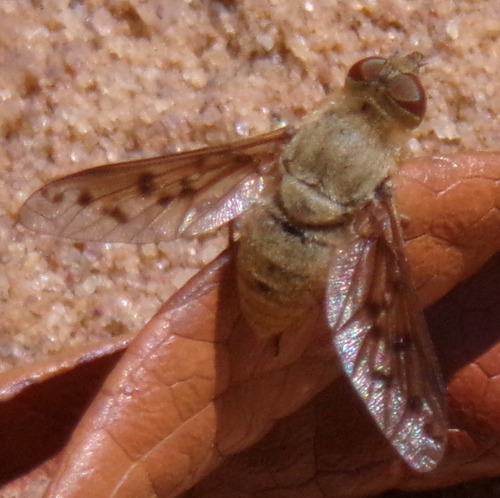Neodiplocampta decemmacula