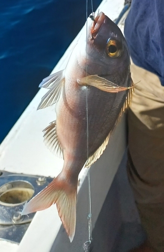 Pagrus pagrus