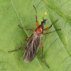 Bibio articulatus