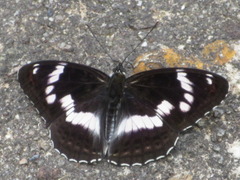 Limenitis sydyi