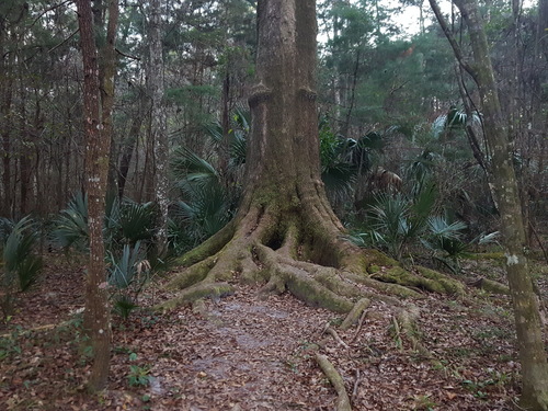 Live oak (Quercus virginiana)