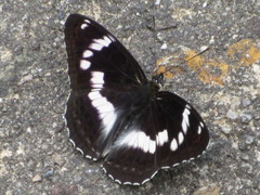 Limenitis sydyi