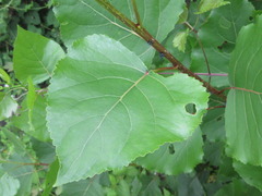 Populus
