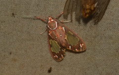 Eriostepta albiscripta