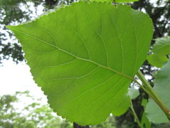 Populus