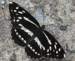 Neptis alwina