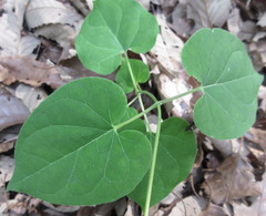 Cynanchum wilfordii