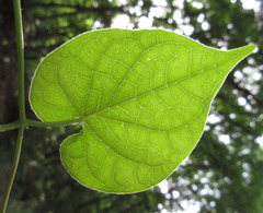 Cynanchum wilfordii