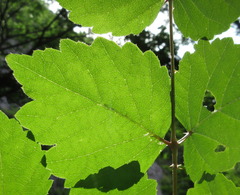 Aralia elata