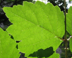 Aralia elata