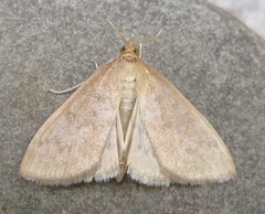 Framinghamia helvalis