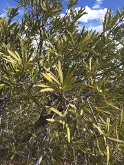 Forchhammeria watsonii