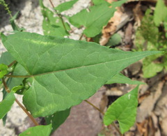 Fallopia dumetorum