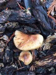 Pholiota spumosa