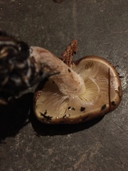 Pholiota spumosa