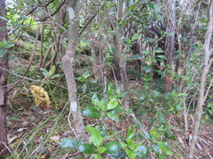 Coprosma macrocarpa minor