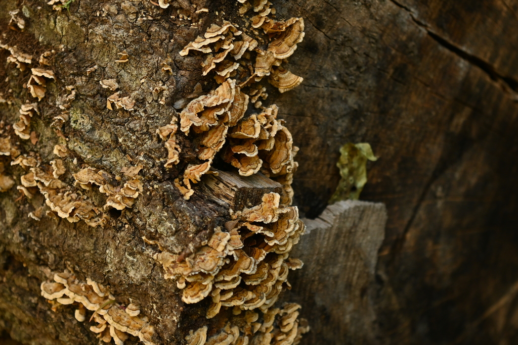 Stereum complicatum · November 2025 · photo: © merkertgrace (iNaturalist, cc-by)