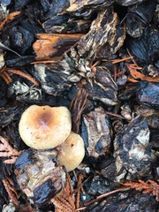 Pholiota spumosa