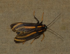 Ormetica packardi