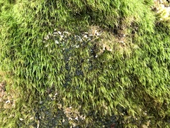 Dicranodontium denudatum