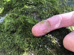 Dicranodontium denudatum