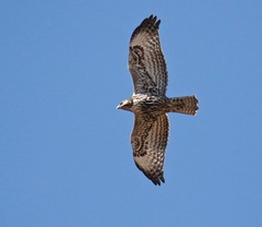 Buteo jamaicensis harlani