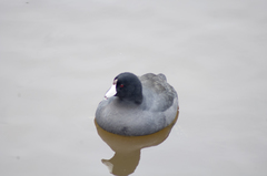 Fulica americana americana