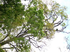 Ulmus mexicana