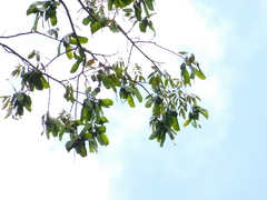 Paramachaerium gruberi