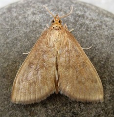 Framinghamia helvalis