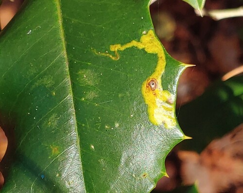 Unknown species found near DeKalb County, GA, USA