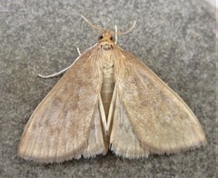 Framinghamia helvalis