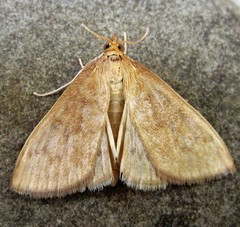 Framinghamia helvalis