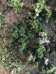 Syrrhopodon texanus