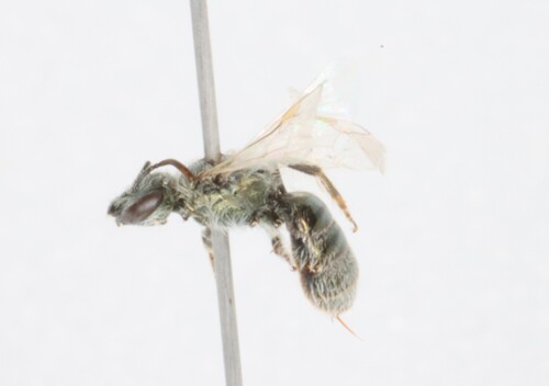 Lasioglossum semicaeruleum