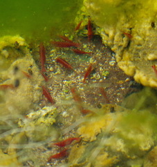 Neocaridina davidi