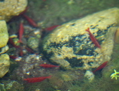 Neocaridina davidi