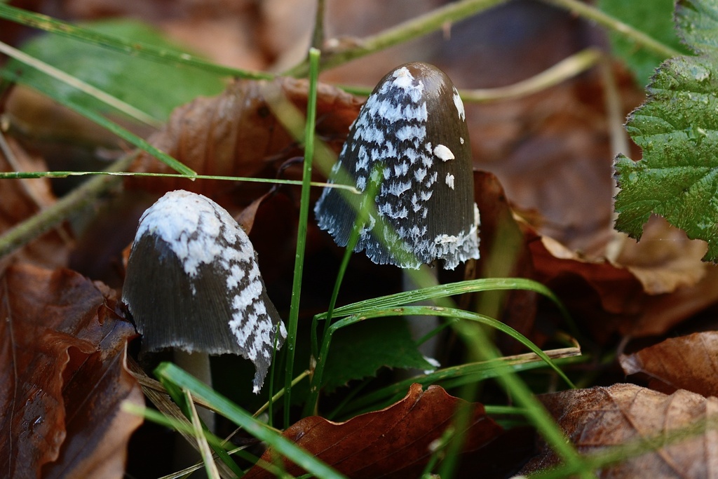 Coprinopsis picacea · November 2025 · photo: © cryptomarasmius (iNaturalist, cc-by)