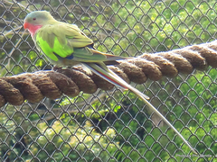 Polytelis alexandrae